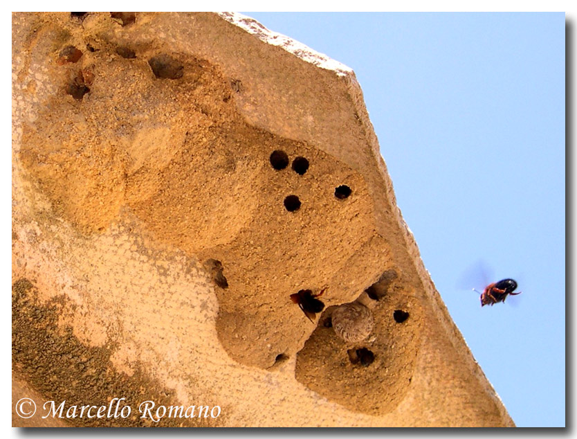 Rutpela maculata (Cerambycidae) e Sitaris solieri (Meloidae)